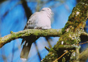 Streptopelia decaocto